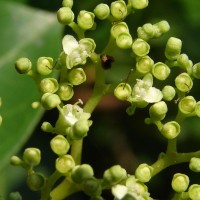 Premna serratifolia L.